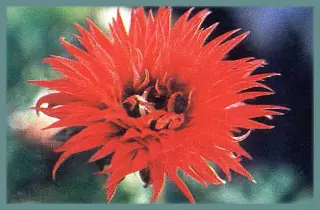 Anemone fulgens x Multipetala