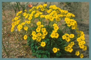 Oxalis pes-caprae