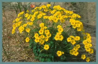 Oxalis pes-caprae