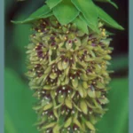 Eucomis bicolor