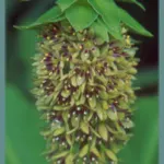 Eucomis bicolor