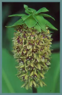 Eucomis bicolor
