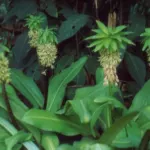 Eucomis bicolor — Pineapple
