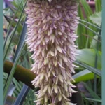Eucomis bicolor — photo 3
