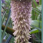 Eucomis bicolor — Eucomis
