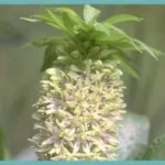 Eucomis bicolor — photo 4