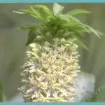Eucomis bicolor — bicolor