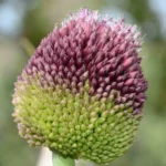 Allium amethystinum
