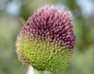 Allium amethystinum