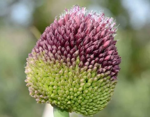 Allium amethystinum