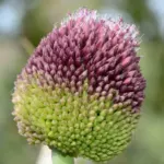 Allium amethystinum
