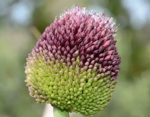 Allium amethystinum