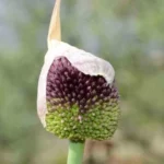 Allium amethystinum — Allium