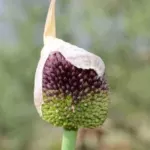 Allium amethystinum — Allium