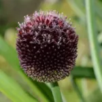 Allium amethystinum — amethystinum