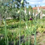 Allium amethystinum — photo 4