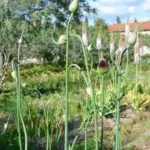 Allium amethystinum — photo 4
