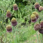 Allium amethystinum — photo 5