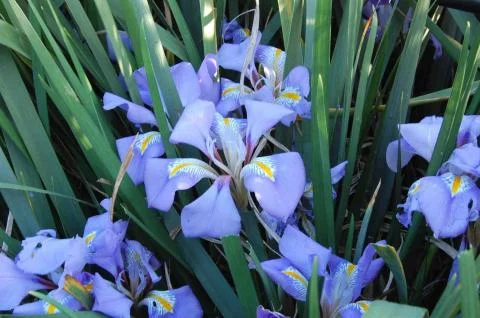 Iris unguicularis (type)
