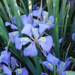 Iris unguicularis (type)