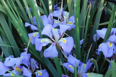 Iris unguicularis (type)