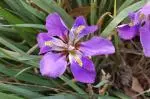 Iris unguicularis (type) — Iris