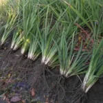 Iris unguicularis (type) — Alger