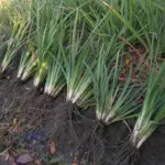 Iris unguicularis (type) — Alger