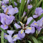 Iris unguicularis (type) — winter