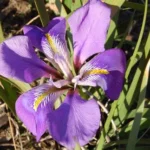 Iris unguicularis (type) — unguicularis