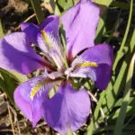 Iris unguicularis (type) — unguicularis