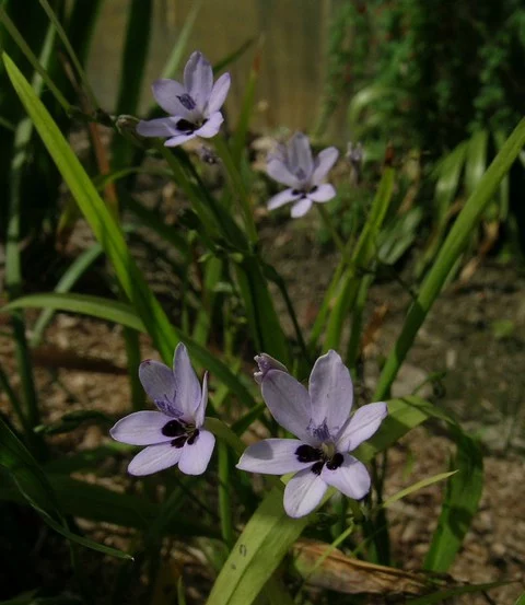 Freesia laxa Azurea