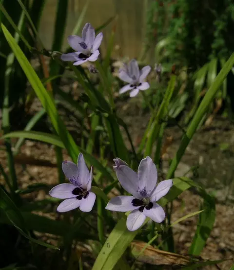 Freesia laxa Azurea