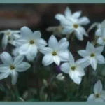 Ipheion uniflorum Alberto Castillo