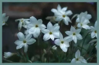 Ipheion uniflorum Alberto Castillo