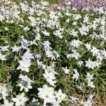 Ipheion uniflorum Alberto Castillo — triteleia