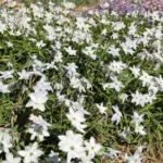 Ipheion uniflorum Alberto Castillo — triteleia