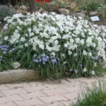 Ipheion uniflorum Alberto Castillo — Ipheion