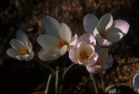 Crocus niveus