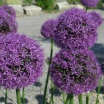 Allium stipitatum