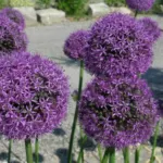 Allium stipitatum