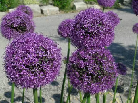 Allium stipitatum