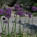 Allium stipitatum — photo 2