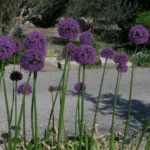 Allium stipitatum — photo 2