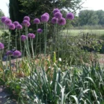 Allium stipitatum — photo 3