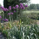 Allium stipitatum — photo 3