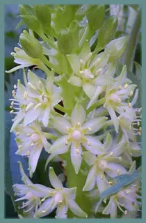 Eucomis pole-evansii