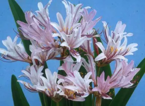 Lycoris incarnata