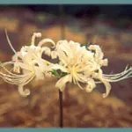 Lycoris albiflora