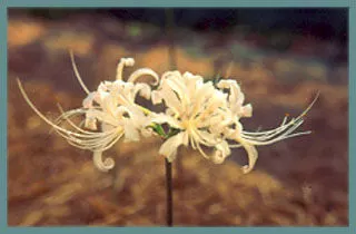 Lycoris albiflora